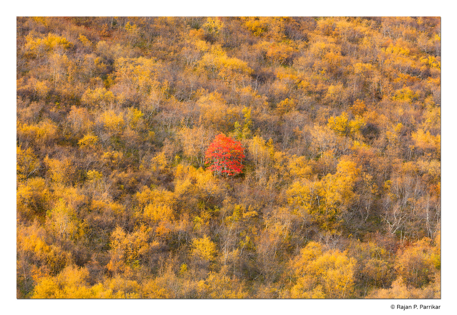 Bardardalur-Autumn-Rowan-Birch-Iceland