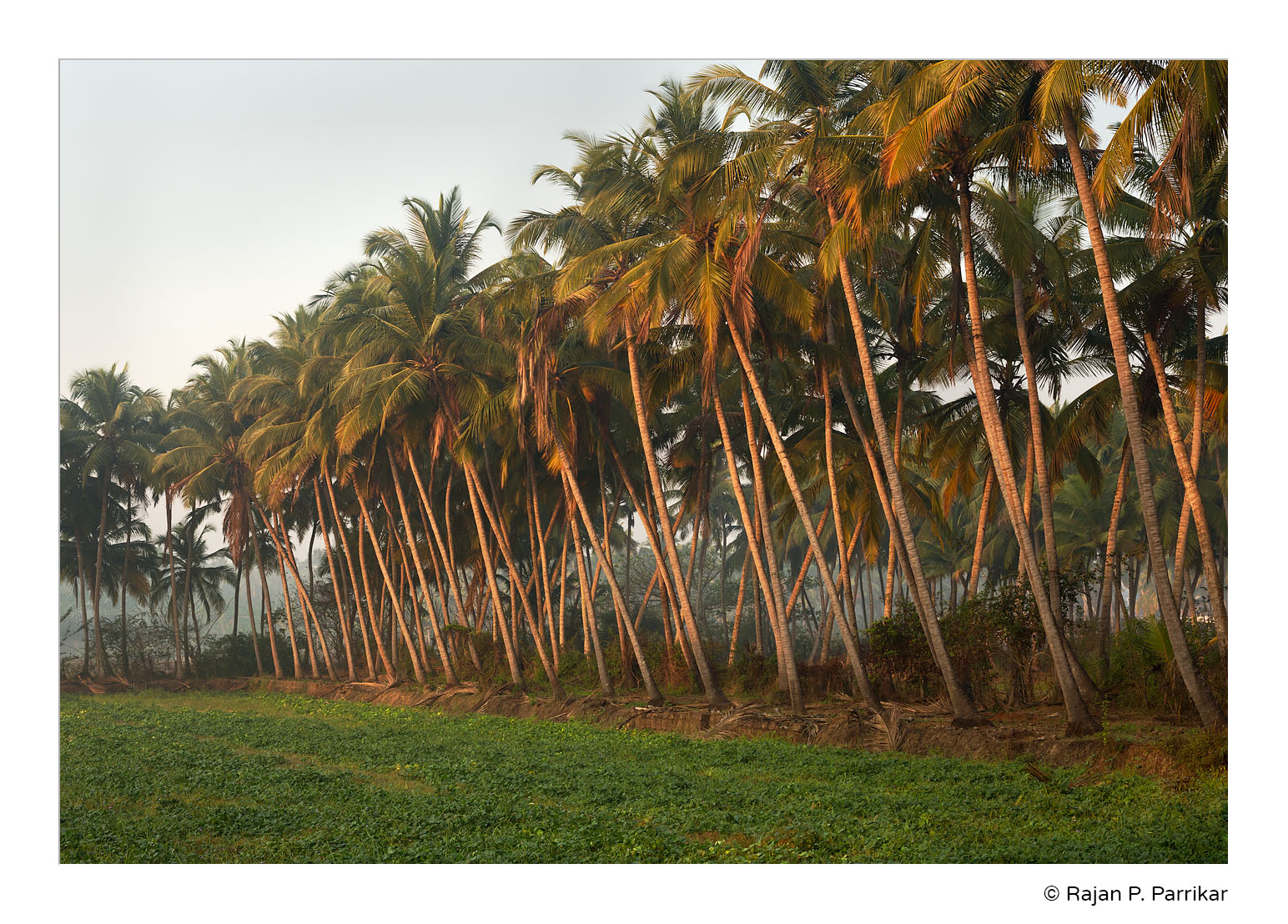 Batim-Palm-Trunks-Goa