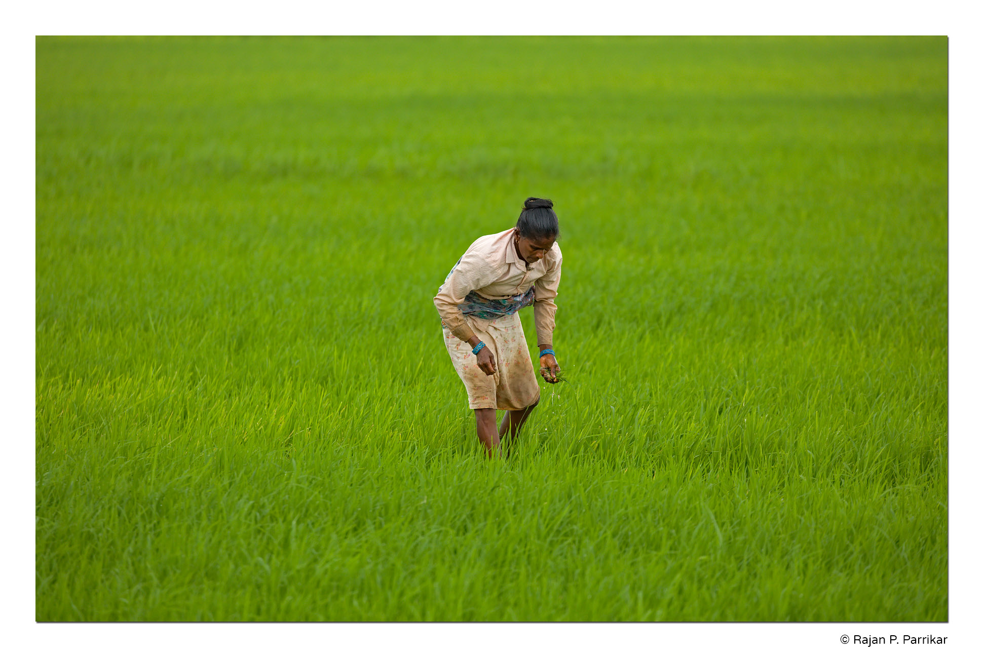 Cansaulim-Paddy-Field-Farmer-Goa