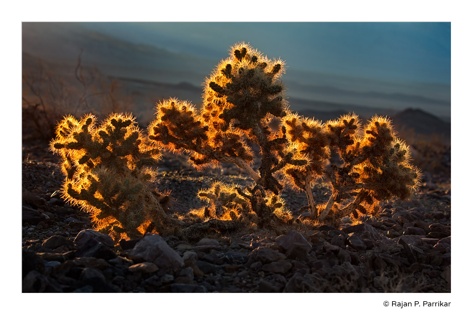 Cholla-Backlit-Deah-Valley