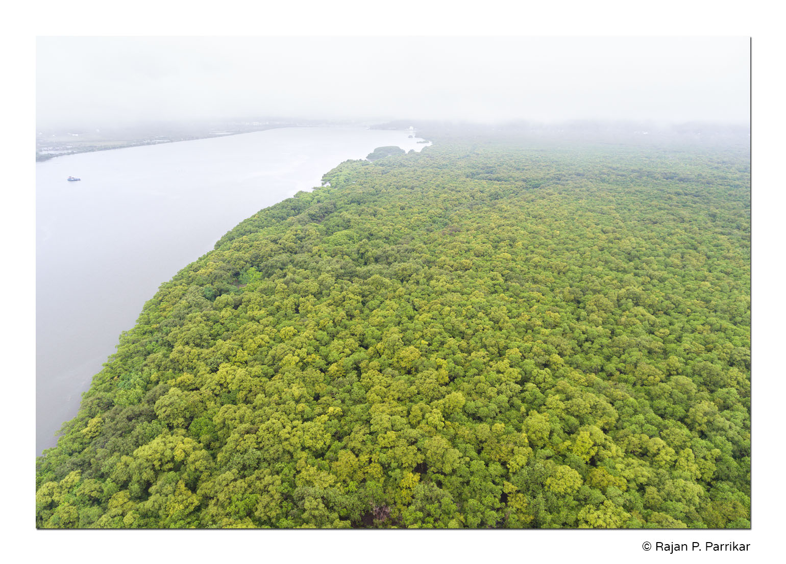 Chorao-Goa-Mangroves-Monsoon