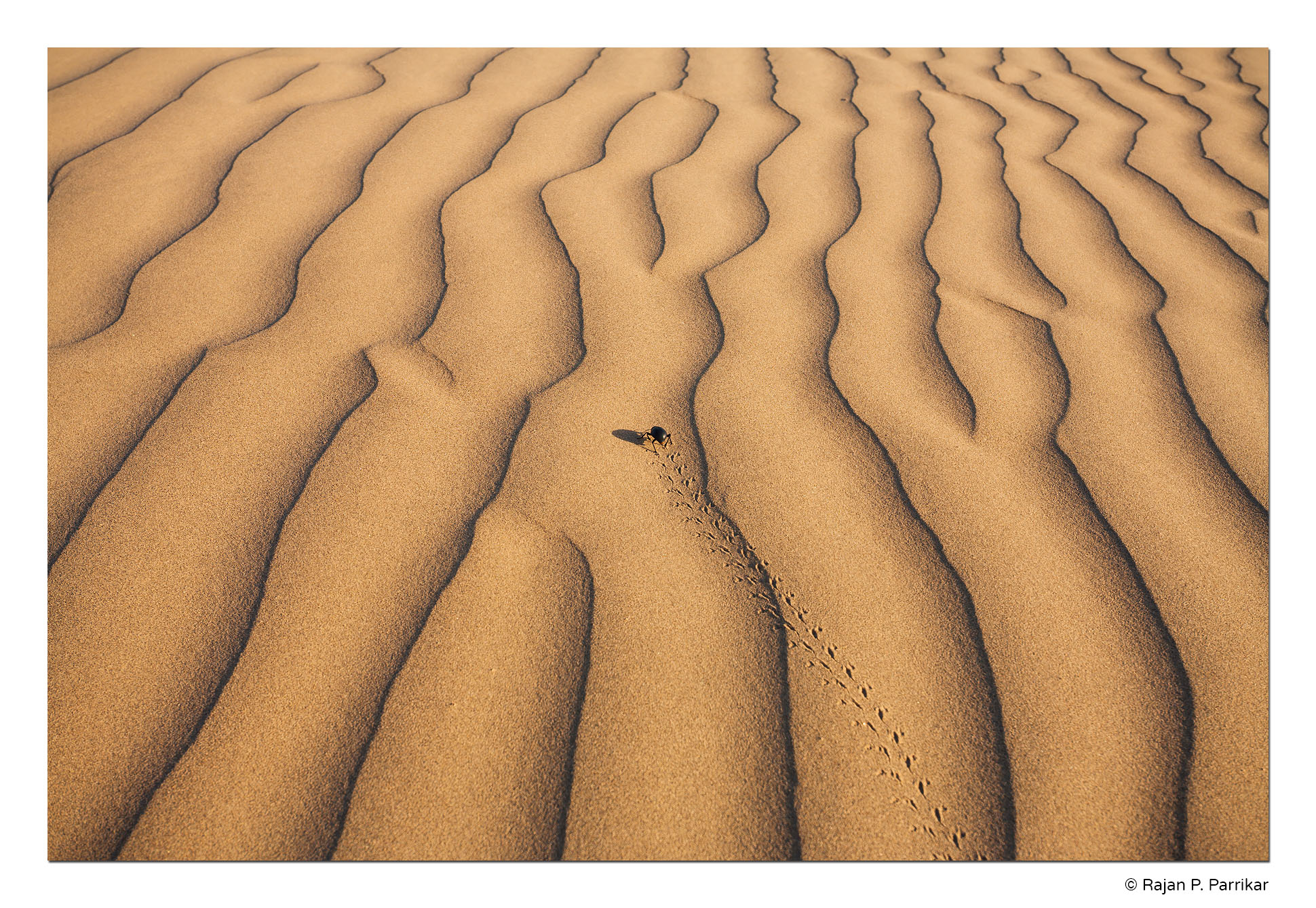 Jaisalmer-Dunes-Dung-Beetle-Rajasthan