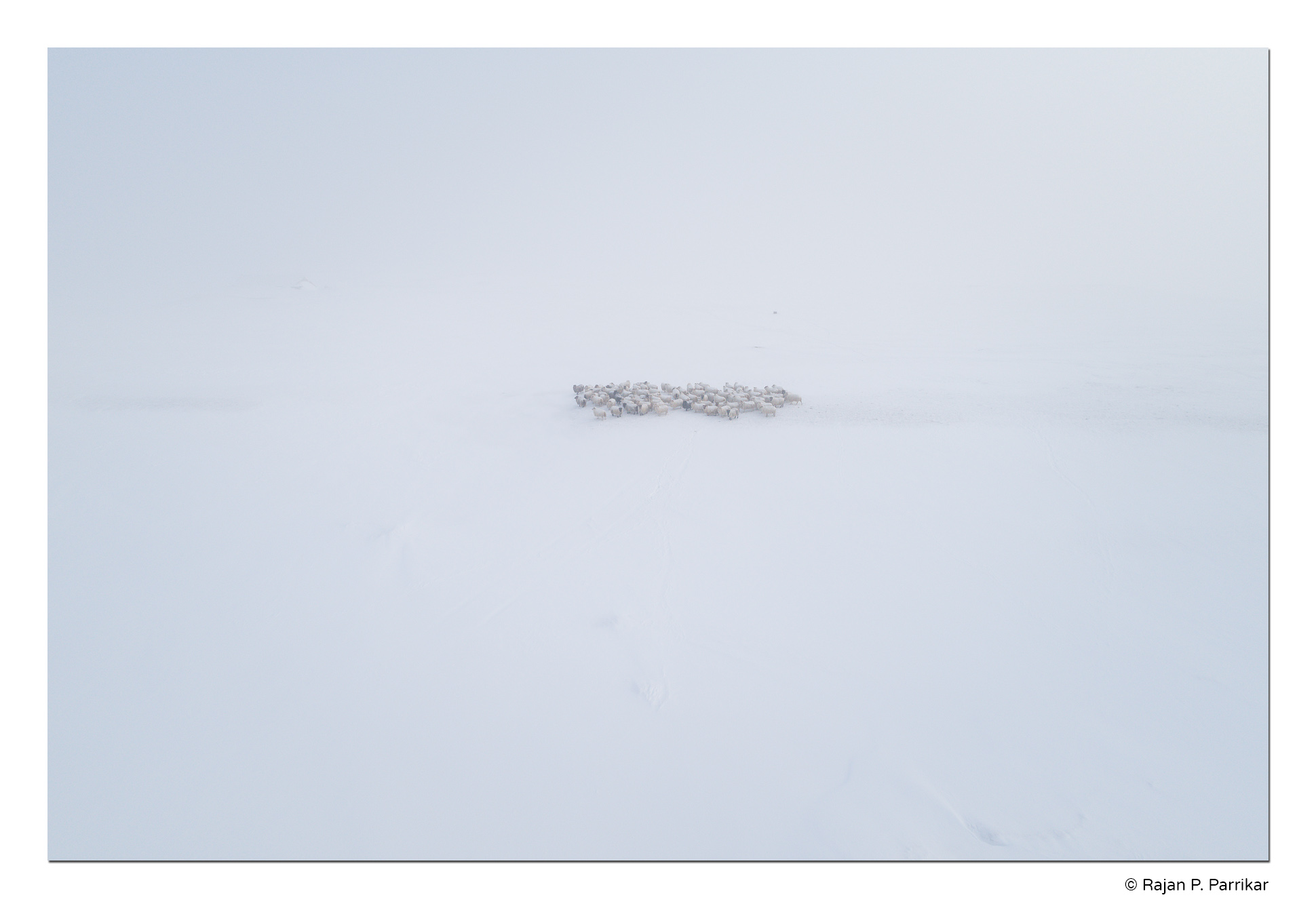 Modrudalur-Sheep-Snow-Winter-Iceland