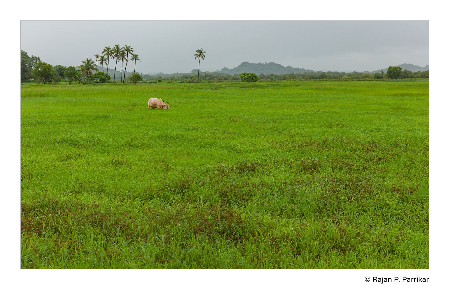 Pomburpa-Field-Goa