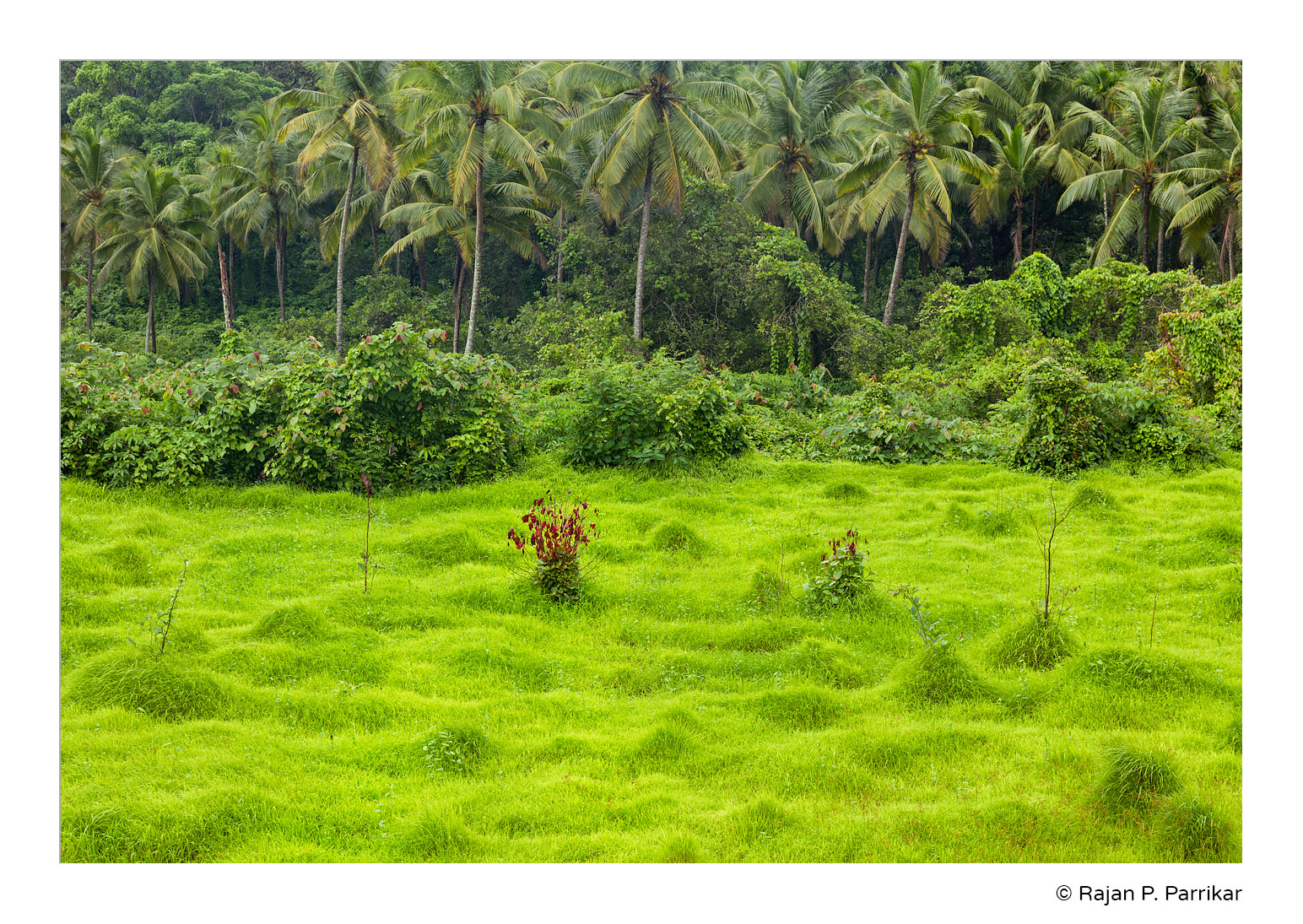 Porvorim-Green-Monsoon-Goa