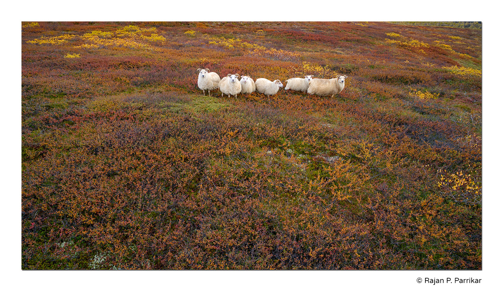 Sheep-Burfellshraun-Autumn-Iceland