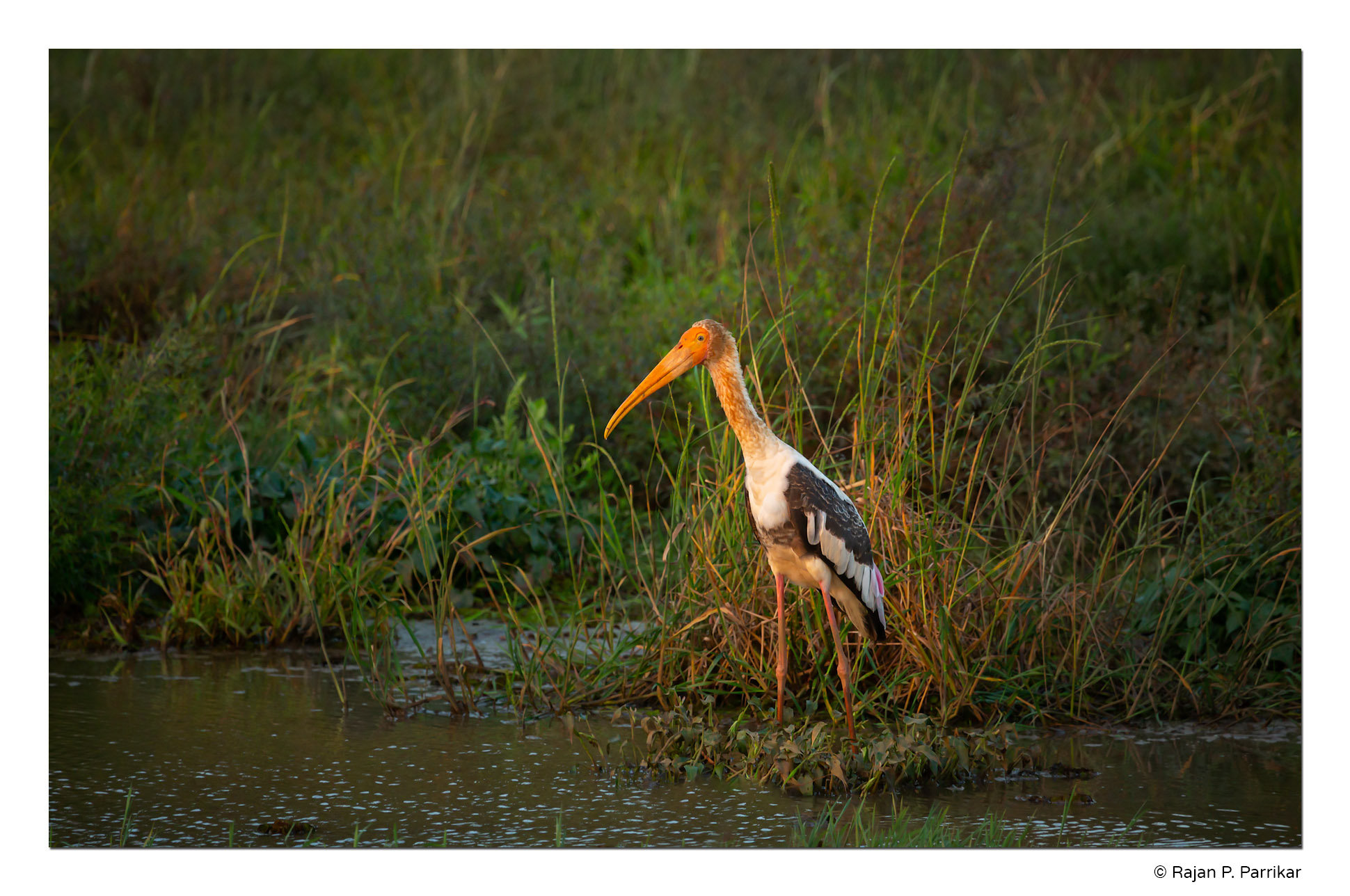 Siolim-Painted-Stork-Goa