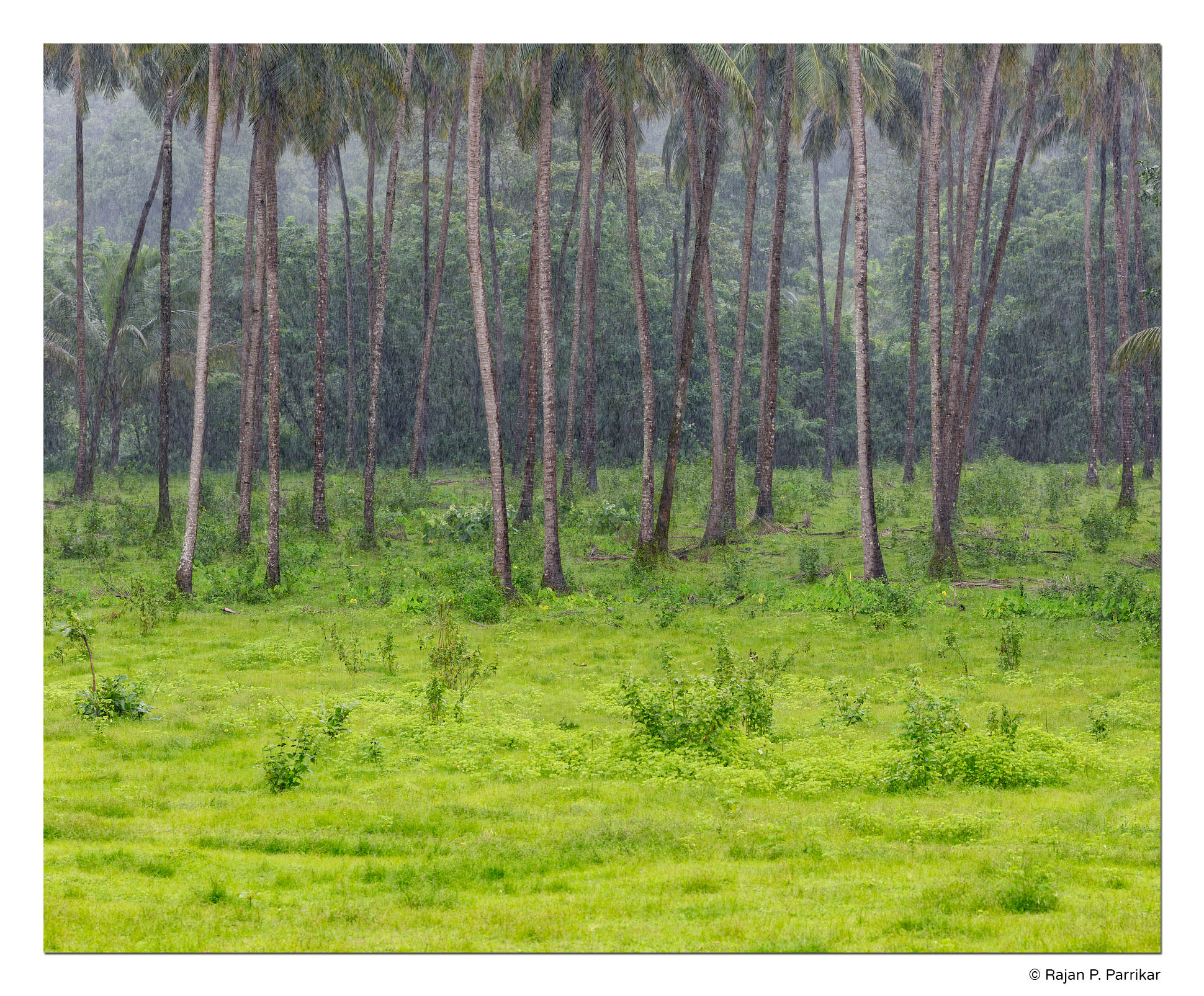 Valpoi-Meadow-Monsoon-Goa